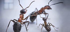 17847-ants_590_b