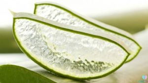 aloi-aloe-vera-500x280