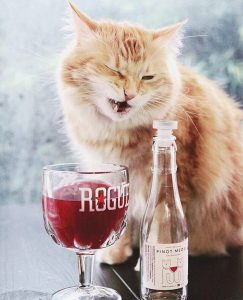 catwine_apollo_peak_pinot_meow