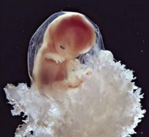 Στις 10 εβδομάδες το έμβρυο ήδη χρησιμοποιεί τα χέρια του για να μελετήσει το περιβάλλον.