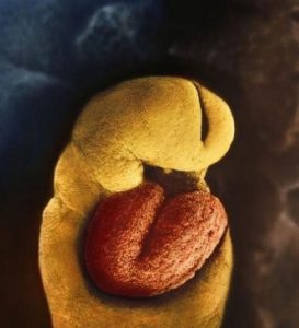 Από την 18η ημέρα, η καρδιά του εμβρύου αρχίζει να χτυπά.
